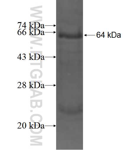 ACP6 fusion protein Ag3633 SDS-PAGE