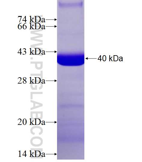 ACPL2 fusion protein Ag11674 SDS-PAGE