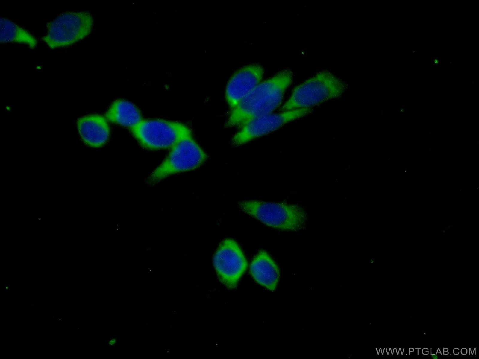 Immunofluorescence (IF) / fluorescent staining of PC-3 cells using ACPP Polyclonal antibody (15840-1-AP)