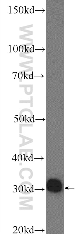 Western Blot (WB) analysis of mouse heart tissue using ACPT Polyclonal antibody (24326-1-AP)