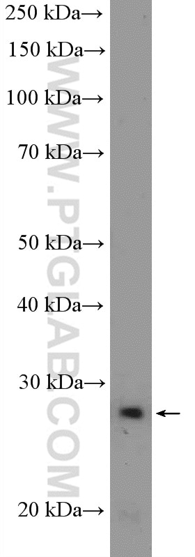 Western Blot (WB) analysis of PC-3 cells using ACRV1 Polyclonal antibody (14040-1-AP)