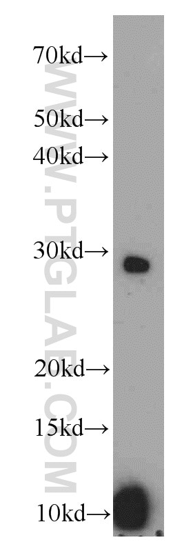 Western Blot (WB) analysis of DU 145 cells using ACRV1 Polyclonal antibody (14040-1-AP)