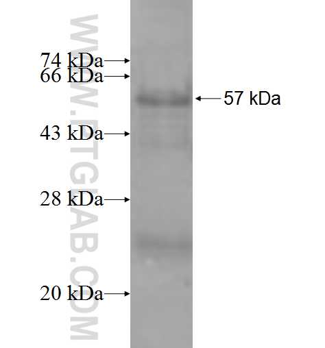 ACSBG1 fusion protein Ag9043 SDS-PAGE