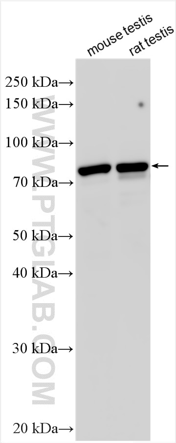 Western Blot (WB) analysis of various lysates using ACSBG2 Polyclonal antibody (19083-1-AP)