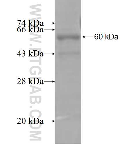 ACSBG2 fusion protein Ag5007 SDS-PAGE