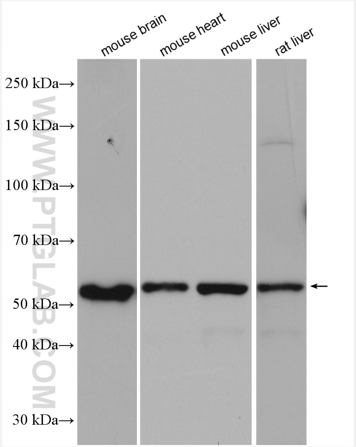 Western Blot (WB) analysis of various lysates using ACSF3 Polyclonal antibody (25484-1-AP)