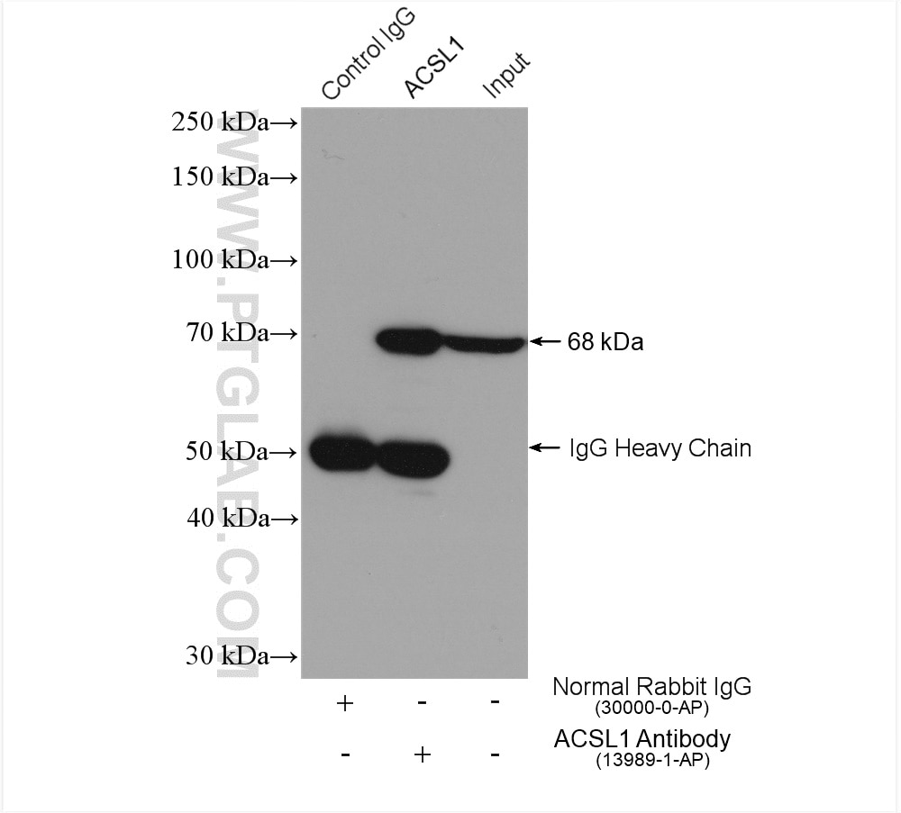 Immunoprecipitation (IP) experiment of mouse liver tissue using ACSL1 Polyclonal antibody (13989-1-AP)