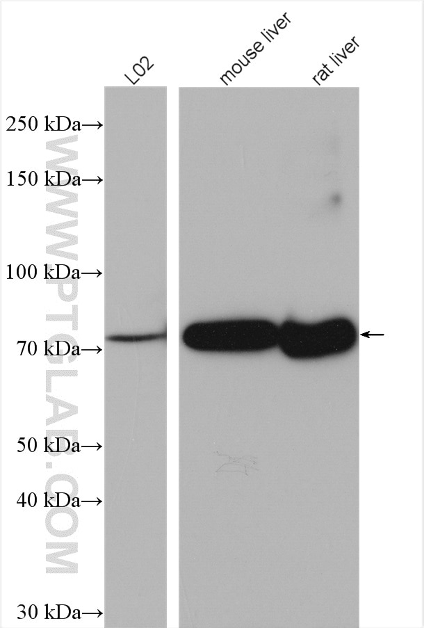 Western Blot (WB) analysis of various lysates using ACSL1 Polyclonal antibody (13989-1-AP)