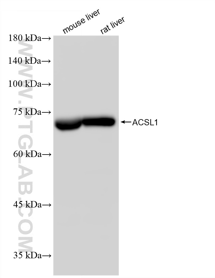 Western Blot (WB) analysis of various lysates using ACSL1 Recombinant monoclonal antibody (87427-1-RR)