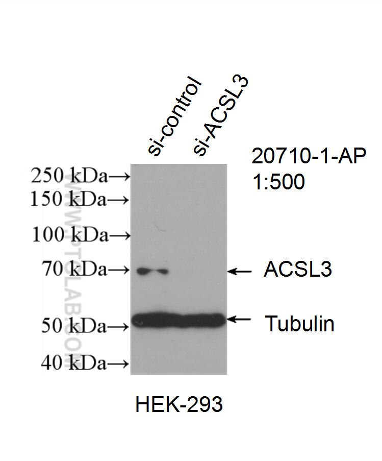 Western Blot (WB) analysis of HEK-293 cells using ACSL3 Polyclonal antibody (20710-1-AP)