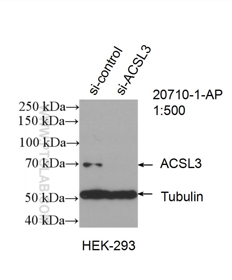 WB analysis of HEK-293 using 20710-1-AP