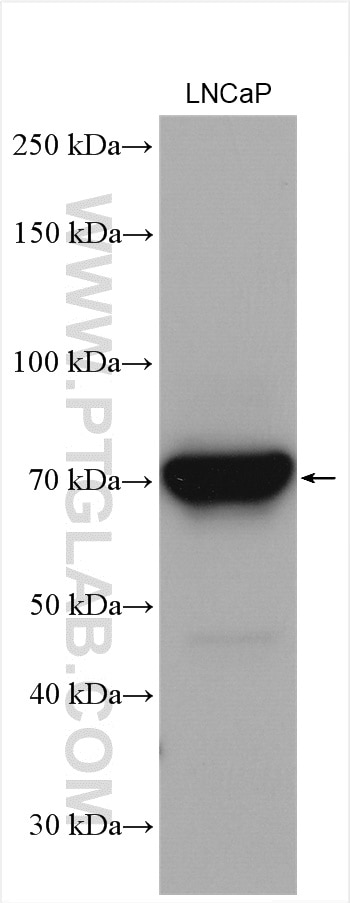 Western Blot (WB) analysis of LNCaP cells using ACSL3 Polyclonal antibody (20710-1-AP)