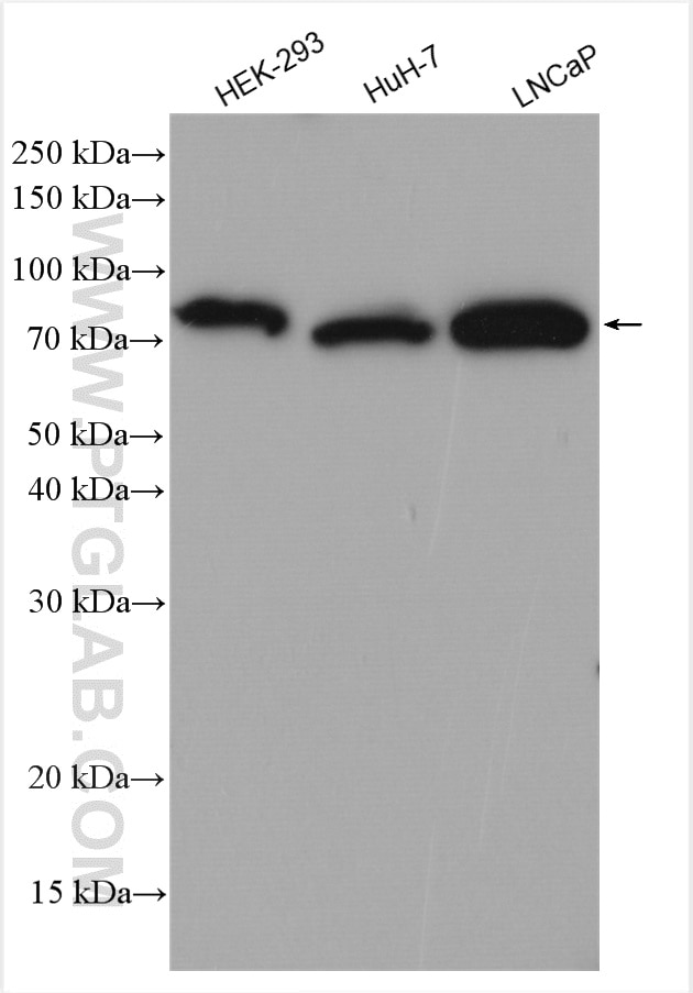 Western Blot (WB) analysis of various lysates using ACSL3 Polyclonal antibody (20710-1-AP)