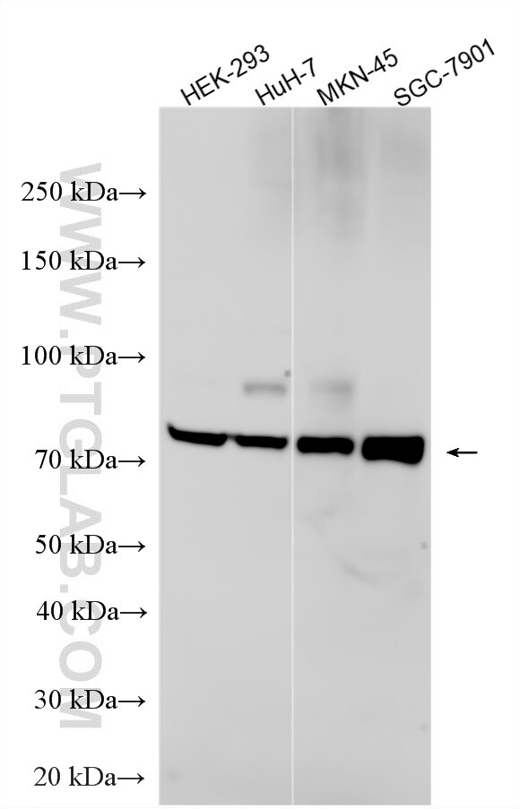 Various lysates were subjected to SDS PAGE followed by western blot with 20710-1-AP (ACSL3 antibody) at dilution of 1:5000 incubated at room temperature for 1.5 hours. Western Blot (WB) analysis of various lysates using ACSL3 Polyclonal antibody (20710-1-AP)
