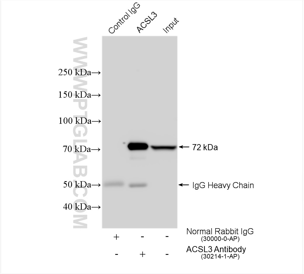 Immunoprecipitation (IP) experiment of LNCaP cells using ACSL3 Polyclonal antibody (30214-1-AP)