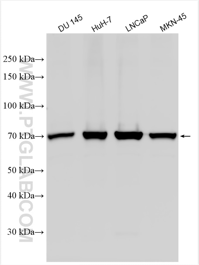 Western Blot (WB) analysis of various lysates using ACSL3 Polyclonal antibody (30214-1-AP)