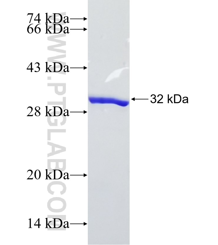 ACSL3 fusion protein Ag33005 SDS-PAGE