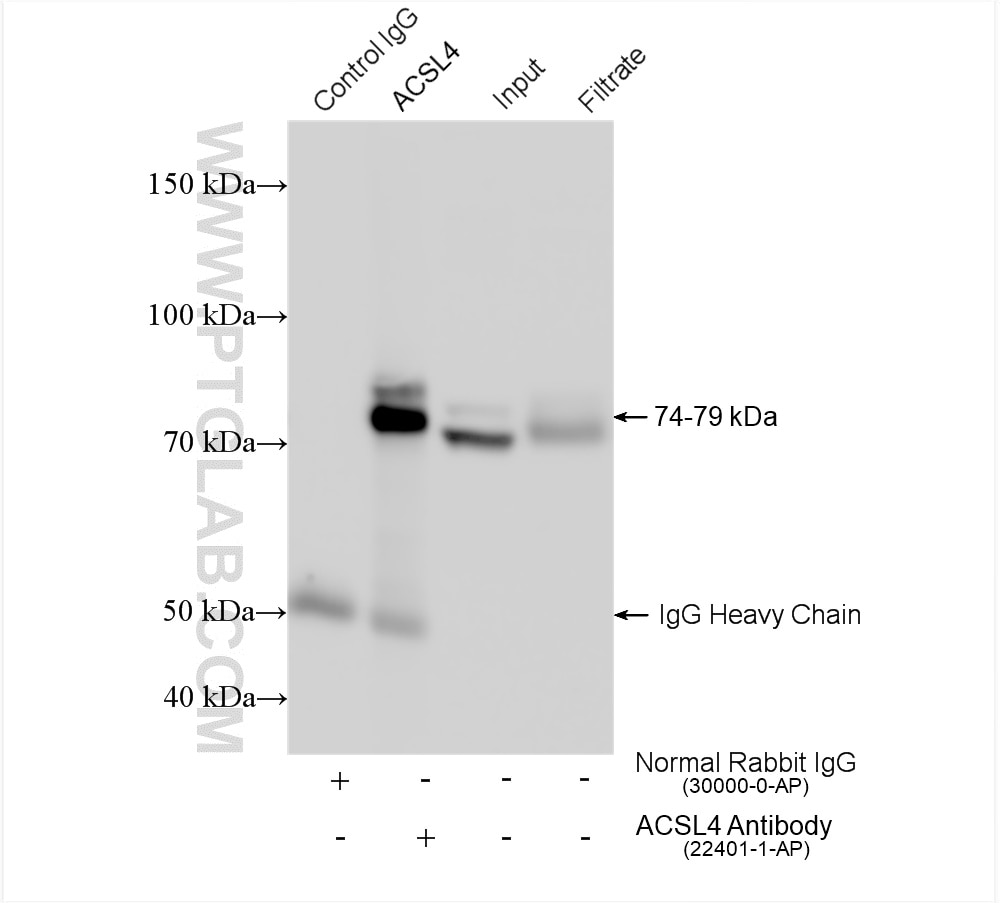Immunoprecipitation (IP) experiment of HEK-293 cells using ACSL4/FACL4 Polyclonal antibody (22401-1-AP)