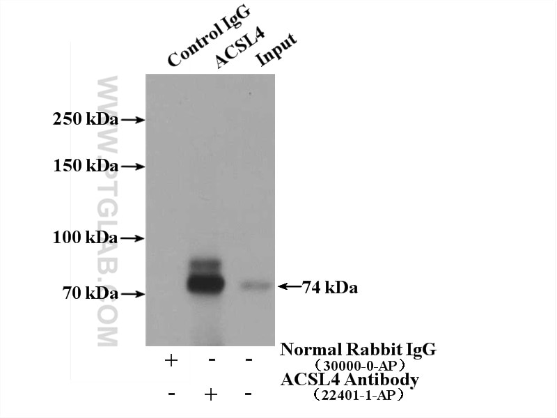 Immunoprecipitation (IP) experiment of COLO 320 cells using ACSL4/FACL4 Polyclonal antibody (22401-1-AP)