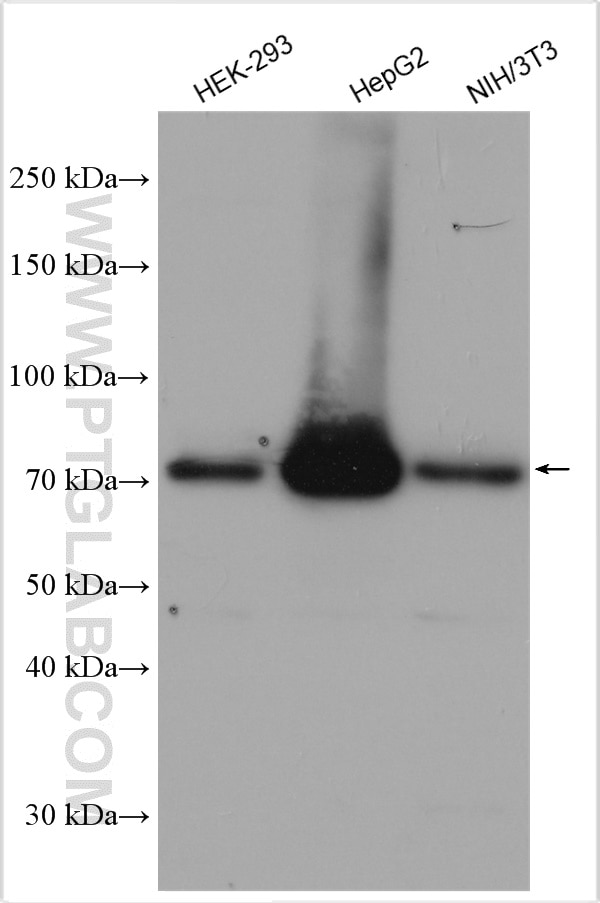 Western Blot (WB) analysis of various lysates using ACSL4/FACL4 Polyclonal antibody (22401-1-AP)