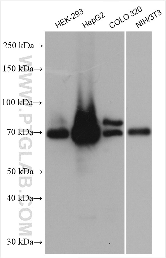 Western Blot (WB) analysis of various lysates using ACSL4/FACL4 Polyclonal antibody (22401-1-AP)