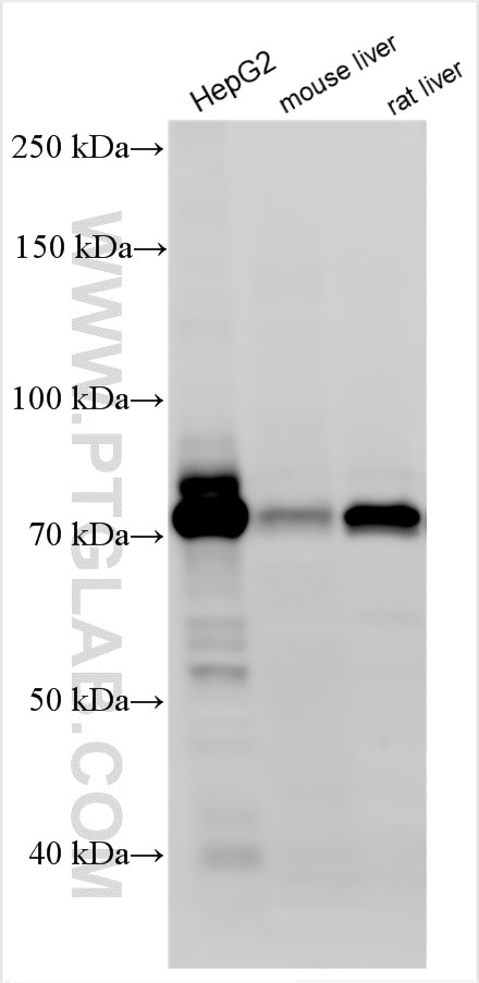 Western Blot (WB) analysis of various lysates using ACSL4/FACL4 Polyclonal antibody (22401-1-AP)