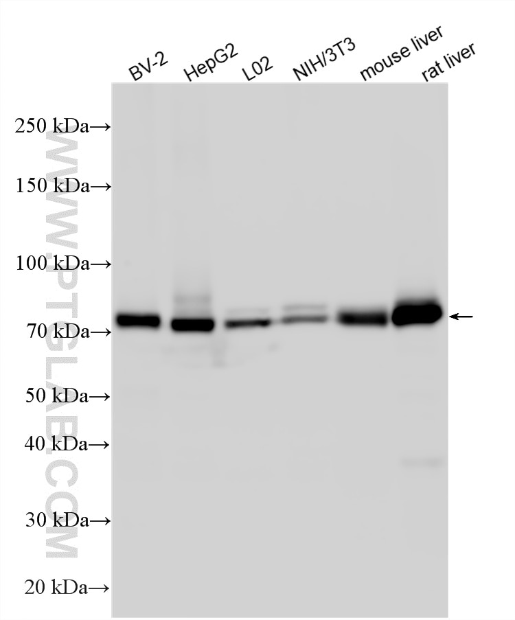 Western Blot (WB) analysis of various lysates using ACSL4/FACL4 Polyclonal antibody (22401-1-AP)