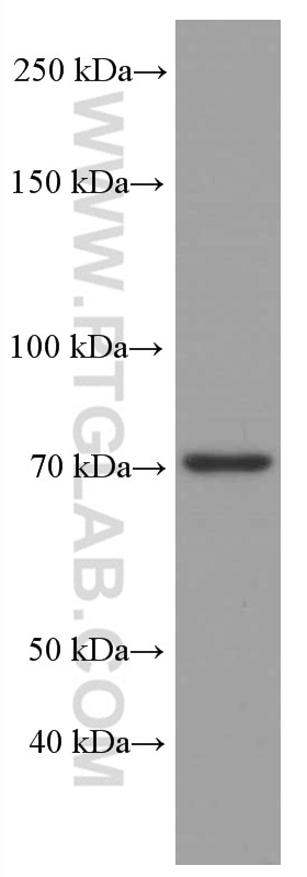 Western Blot (WB) analysis of HepG2 cells using ACSL4 Monoclonal antibody (66617-1-Ig)