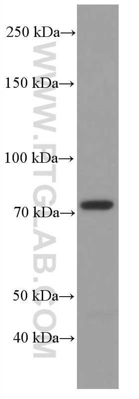 Western Blot (WB) analysis of Caco-2 cells using ACSL4 Monoclonal antibody (66617-1-Ig)
