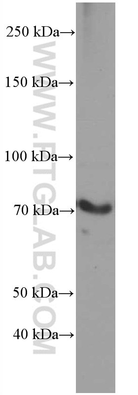 Western Blot (WB) analysis of L02 cells using ACSL4 Monoclonal antibody (66617-1-Ig)