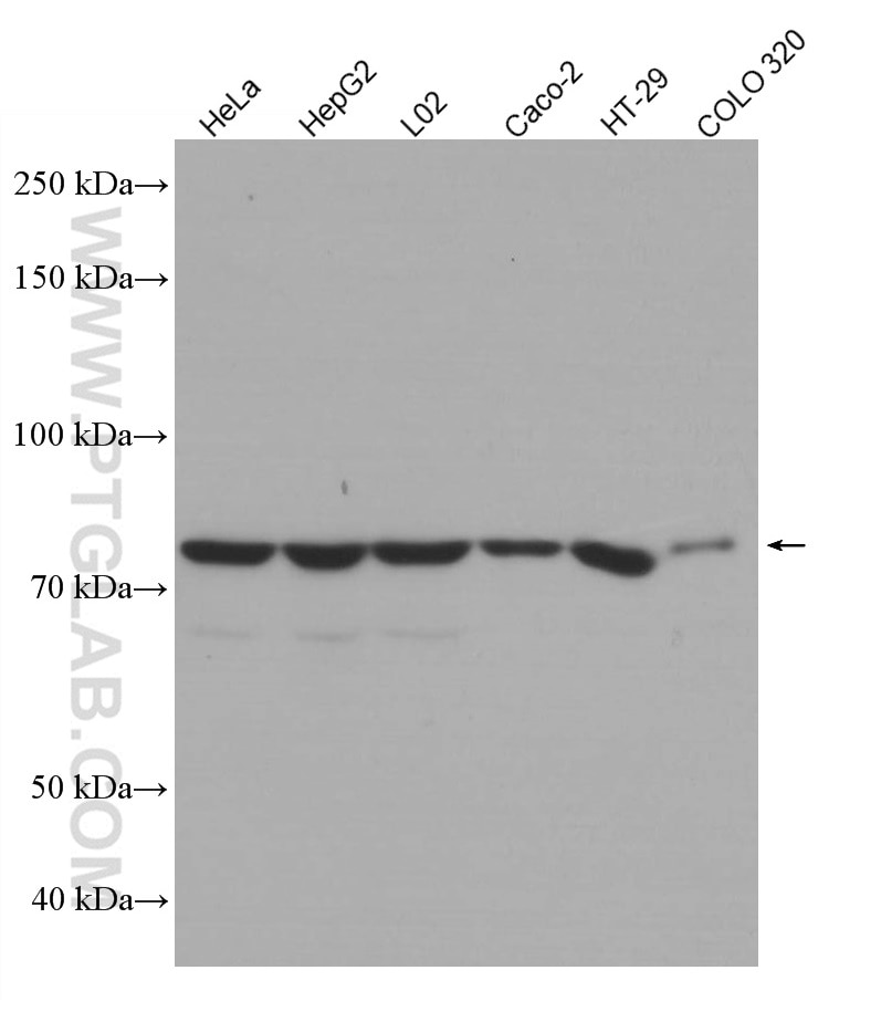 Western Blot (WB) analysis of various lysates using ACSL4 Monoclonal antibody (66617-1-Ig)