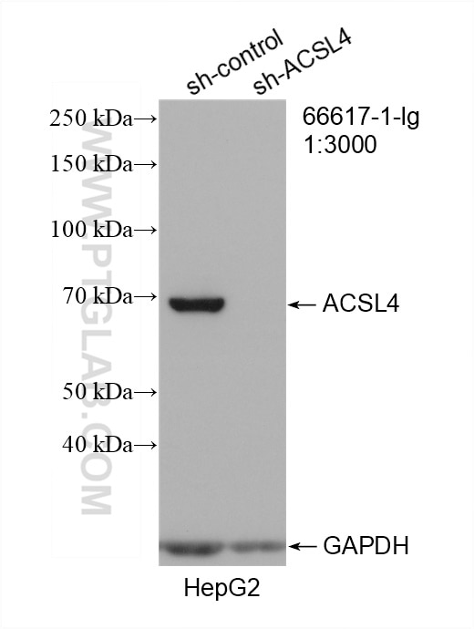 Western Blot (WB) analysis of HepG2 cells using ACSL4/FACL4 Monoclonal antibody (66617-1-Ig)