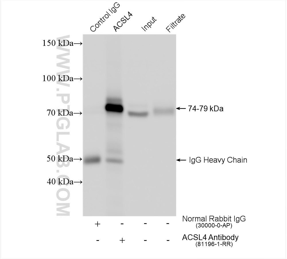 Immunoprecipitation (IP) experiment of HeLa cells using ACSL4 Recombinant antibody (81196-1-RR)