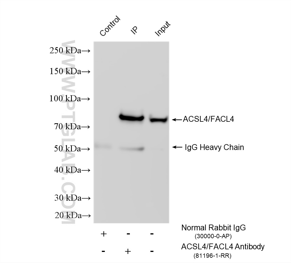 IP experiment of HeLa using 81196-1-RR Immunoprecipitation (IP) experiment of HeLa cells using ACSL4/FACL4 Recombinant monoclonal antibody (81196-1-RR)