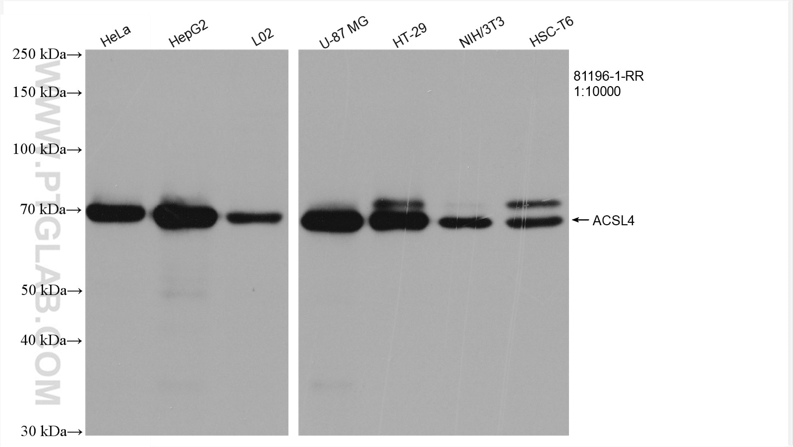 Western Blot (WB) analysis of various lysates using ACSL4 Recombinant antibody (81196-1-RR)