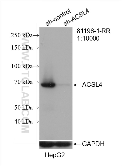 Western Blot (WB) analysis of HepG2 cells using ACSL4 Recombinant antibody (81196-1-RR)