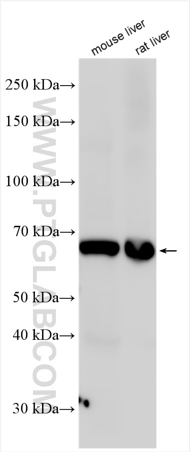 Western Blot (WB) analysis of various lysates using ACSL5 Polyclonal antibody (15708-1-AP)