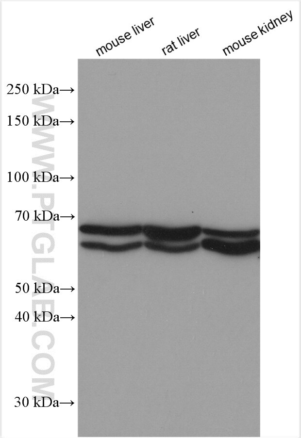 Western Blot (WB) analysis of various lysates using ACSM2A Polyclonal antibody (22862-1-AP)