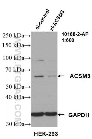 Western Blot (WB) analysis of HEK-293 cells using ACSM3 Polyclonal antibody (10168-2-AP)