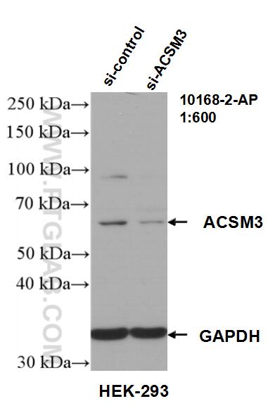 WB analysis of HEK-293 using 10168-2-AP