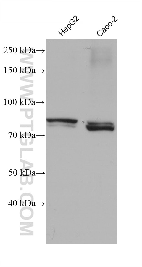 Western Blot (WB) analysis of various lysates using ACSS1 Monoclonal antibody (68608-1-Ig)
