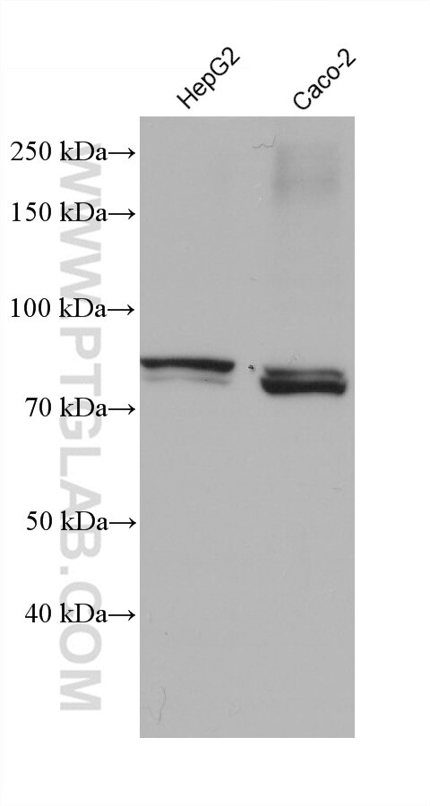 WB analysis using 68608-1-Ig