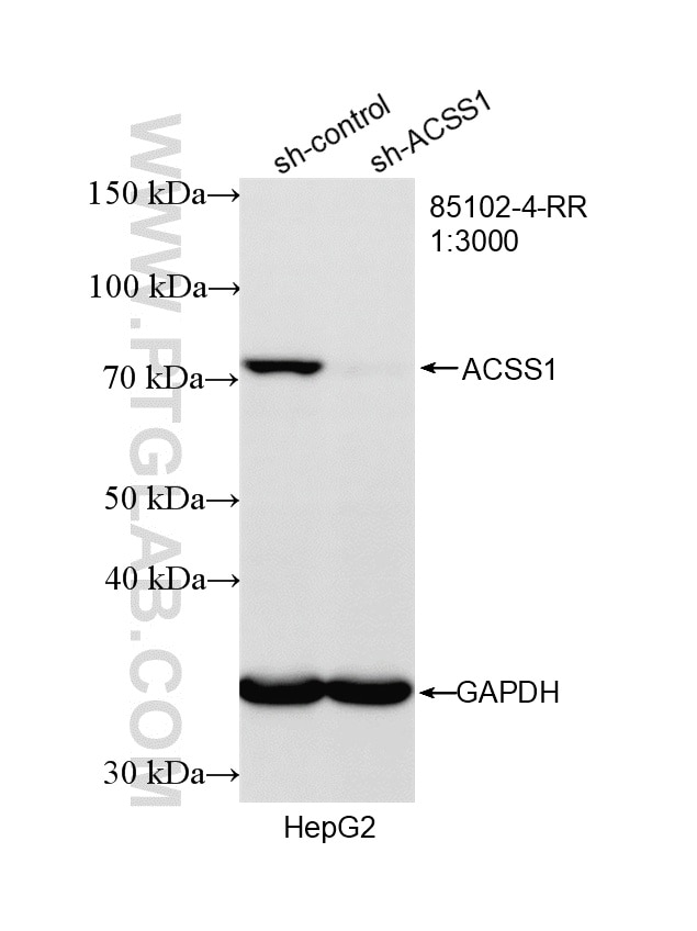 Western Blot (WB) analysis of HepG2 cells using ACSS1 Recombinant monoclonal antibody (85102-4-RR)
