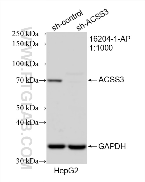 Western Blot (WB) analysis of HepG2 cells using ACSS3 Polyclonal antibody (16204-1-AP)
