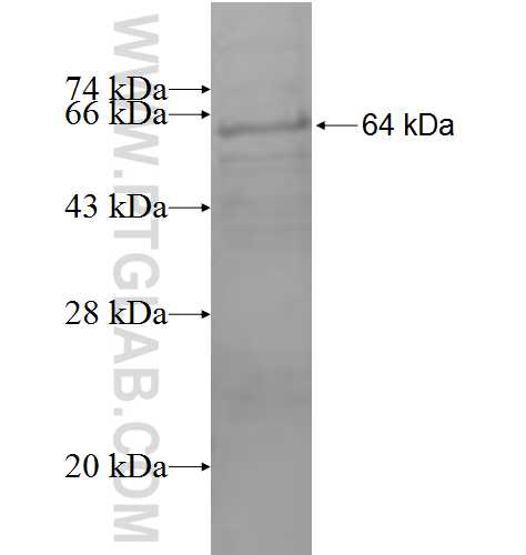 ACSS3 fusion protein Ag9173 SDS-PAGE