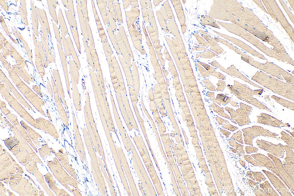Immunohistochemistry (IHC) staining of mouse skeletal muscle tissue using Alpha Actin Polyclonal antibody (23660-1-AP)