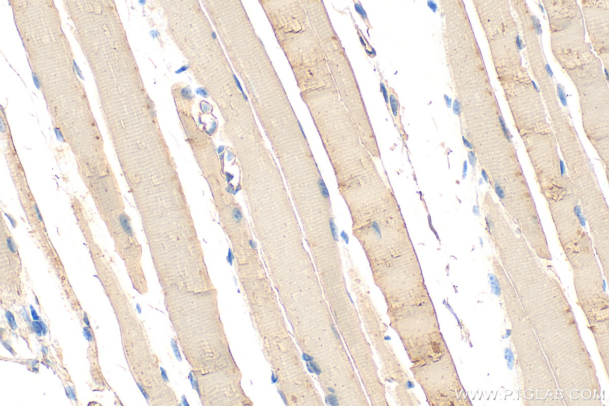 Immunohistochemistry (IHC) staining of mouse skeletal muscle tissue using Alpha Actin Polyclonal antibody (23660-1-AP)