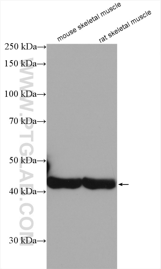 Western Blot (WB) analysis of various lysates using Alpha Actin Polyclonal antibody (23660-1-AP)