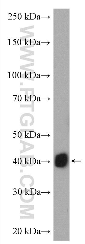 Western Blot (WB) analysis of mouse kidney tissue using smooth muscle actin Polyclonal antibody (14395-1-AP)