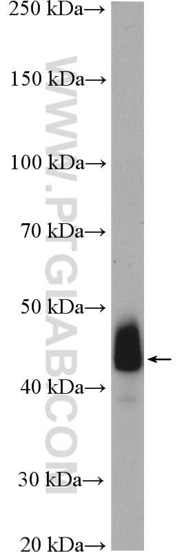 Western Blot (WB) analysis of human placenta tissue using smooth muscle actin Polyclonal antibody (14395-1-AP)